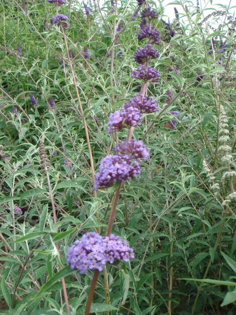 Buddleja davidii 'Nahno Blue' fleur P13